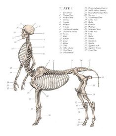 a diagram of the skeletal skeleton of a dog