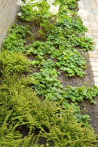 a garden with white flowers and green plants growing on the side of a brick wall