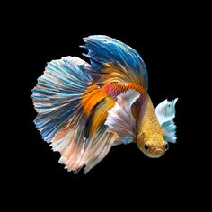 an orange and blue fish is swimming in the dark water with it's tail up