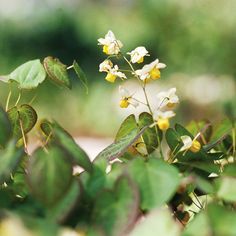 small yellow and white flowers in the middle of some green leaves on a sunny day