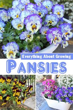 pansies are the most beautiful flowers to grow in pots