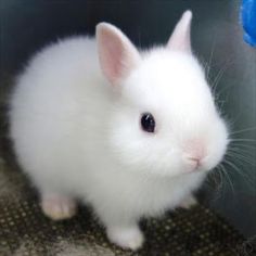 a small white rabbit sitting on top of a carpet