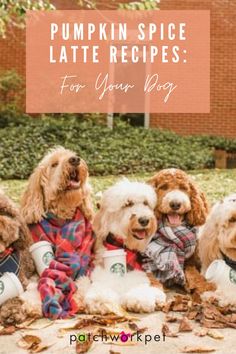 four poodles sitting on the ground in front of a brick building with text overlay that reads fall finds for dogs