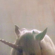 a close up of a white horse with a stick in its mouth