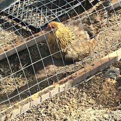 two chickens in a cage on the ground