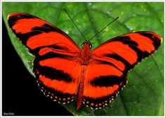 an orange and black butterfly sitting on a green leaf