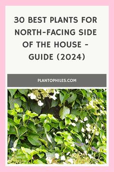 plants with the words 30 best plants for north facing side of the house guide 2020