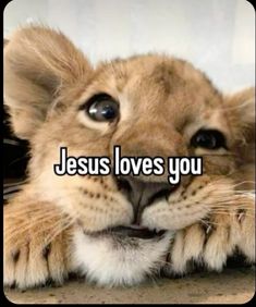 a lion laying down with the caption jesus loves you on it's face