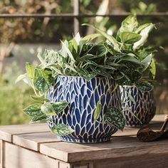 two potted plants sitting on top of a wooden table