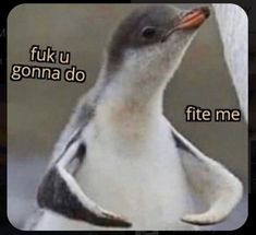 a penguin with the caption'fukka u gonna do fit me '