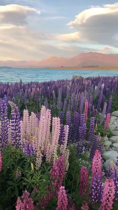 purple and white flowers in front of the ocean