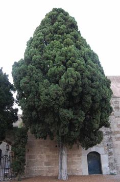 a large tree in front of a stone building