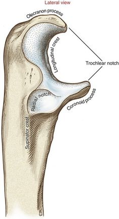 an image of the inside of a human ear