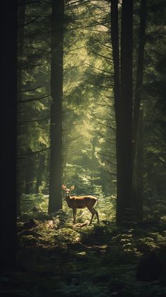 a deer standing in the middle of a forest