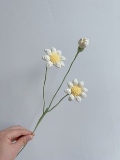 a hand holding three white flowers in front of a white wall with the petals still attached