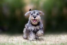 a small gray dog running across a grass covered field