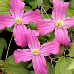 three pink flowers with green leaves around them