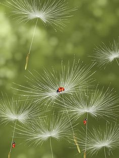 a lady bug sitting on top of a dandelion