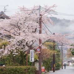 the street is lined with cherry blossom trees