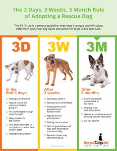 three dogs are shown with the words 3 days, 3 week and 3 month rules