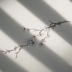 the shadow of a plant is cast on a white wall with long thin strips of light coming through it