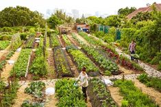 a woman is tending to her garden in the middle of an urban area with lots of trees and buildings