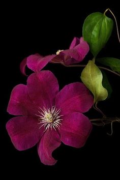 a purple flower with green leaves on a black background