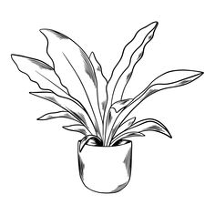 a black and white drawing of a house plant in a pot with long, slender leaves