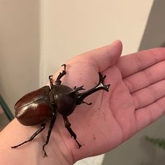 a brown beetle sitting on top of a persons hand