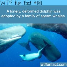 A dolphin gets adopted by whales  WTF FUN FACTS... Dolphin Facts, Biology Facts, Bottlenose Dolphin, Sperm Whale, Faith In Humanity Restored, Humanity Restored, Animal Facts, Awesome Things, In The Ocean