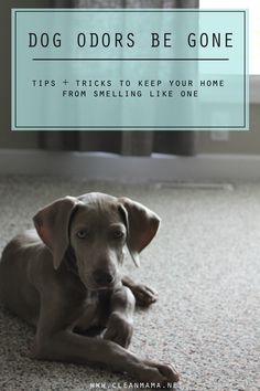 a dog laying on the floor with text overlay that reads, dog odors be gone tips - tricks to keep your home from smelling like one