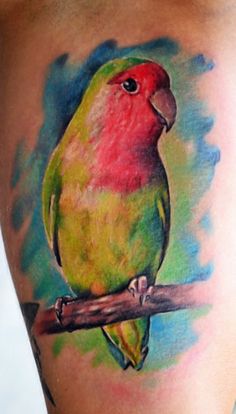 a colorful bird sitting on top of a tree branch next to a person's leg