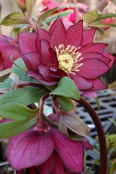 Image of Helleborus x hybridus 'Red Sapphire'|Terra Nova Nurseries, OR|Terra Nova Nurseries Lenten Rose, Red Sapphire, Unusual Flowers, Violet Flower, Shade Plants, Arte Floral, Perennial Plants, Exotic Flowers, Flower Beauty