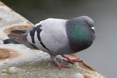 a pigeon is standing on the edge of a ledge