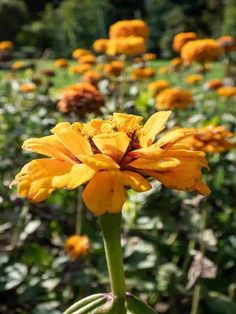 Annuals for Afternoon Sun: Vibrant Zinnia Blooms in Autumn Afternoon Sun, Sunny Afternoon, Invasive Species, Gerbera Daisy, Attract Butterflies, Bright Flowers, Breath Of Fresh Air, Shades Of White, Drought Tolerant