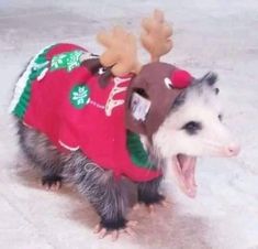 an opossm wearing a sweater with reindeer antlers on it