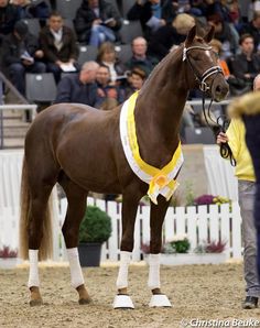 a brown horse standing on top of a dirt field next to a person wearing a yellow shirt