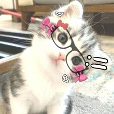 a kitten wearing glasses with pink bows on it's head