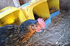 a close up of a chicken in a cage with hay and straw on the ground