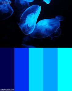 blue and black color scheme with jellyfish in the dark water, including two different shades