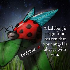 a ladybug is a sign from heaven that your angel is always with you