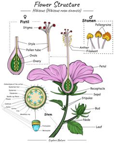 the flower structure is shown in this diagram, with all its parts labeled on it