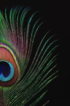 a peacock's tail with its feathers spread out in the dark, close up