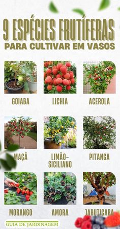 the spanish poster shows different types of fruits and vegetables in various stages of growing, including tomatoes