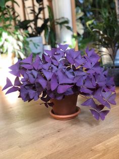 a potted plant with purple flowers sitting on a table