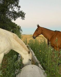 two horses standing next to each other in the grass