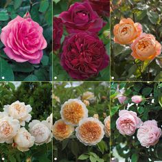 several different types of roses in various stages of blooming