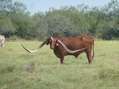 an animal with long horns standing in the grass