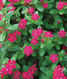 red flowers are blooming on the green leaves