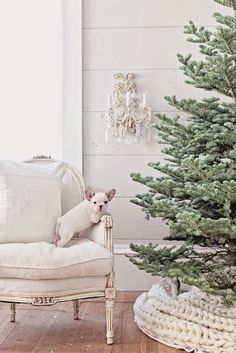 a small dog is sitting on a chair next to a christmas tree and a chandelier